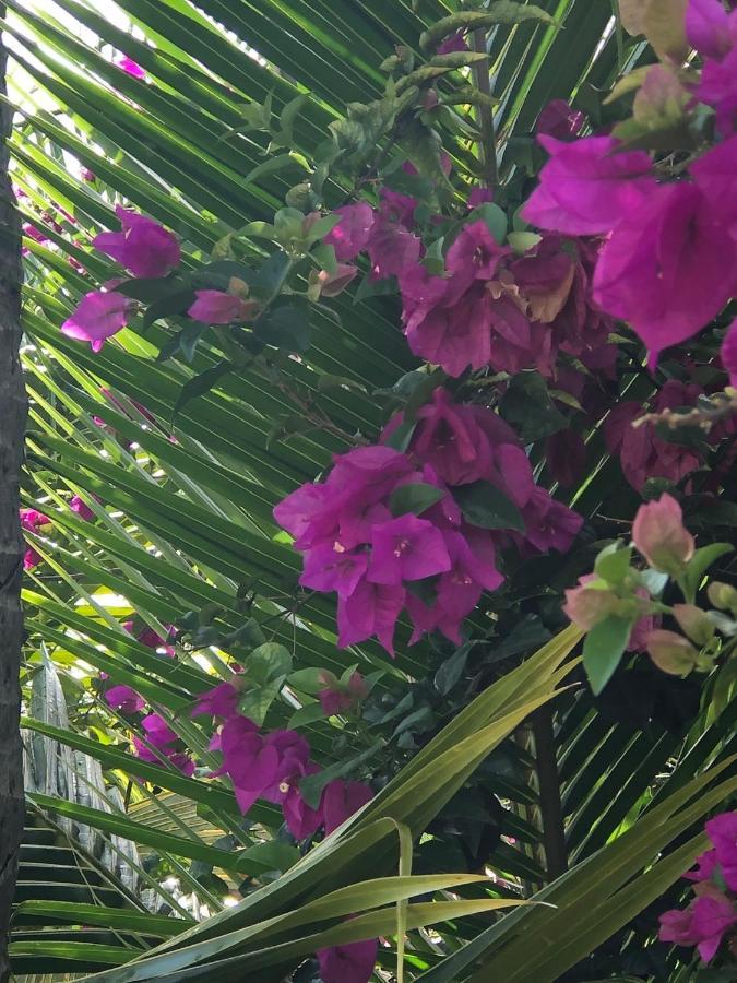 Habitation Baliache - Maison Creole Avec Jardin Privatif, Plage A 200M 德赛 外观 照片